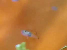 Baby Pictures !