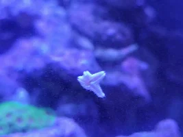 My first saltwater tank - Aqueon Frameless Cube Aquarium, 3 Gallon