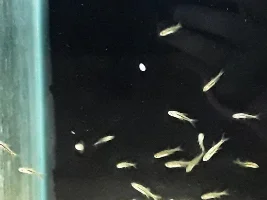 Fish Store July