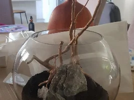 Planted, filterless Shrimp bowl
