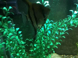 What is this growth!