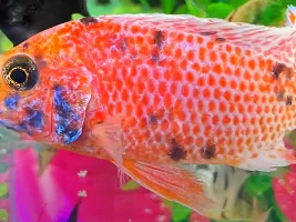 So, time for a fish ID.