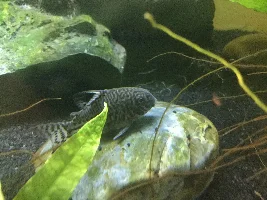 Cory catfish is twitching