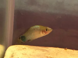 Chronic columnaris?