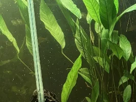 Water meal…