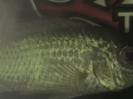 Electric Blue Acara with Velvet.