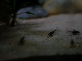 Stocking Recommendation to go with Ember Tetras in 9G Fluval Flex
