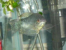 Blue gourami