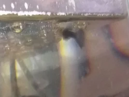 Guppies