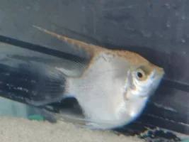 Help. Lethargic Angel Fish