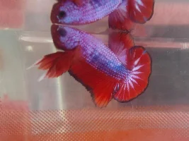 Meet El Rojo! *video*