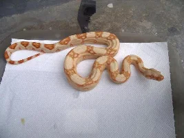 Some Of My Pets