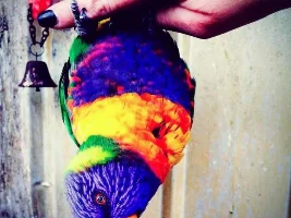 2014 - Pet Of The Year Voting Poll
