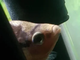 Pearl Gourami Columnaris??