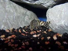 Roaches *shakes head* I mean Loaches...