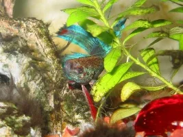 My Betta Mr. Bob