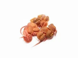 Floating plant suggestions/photos
