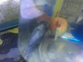 URGENT-My cichlid is swimming upside down.