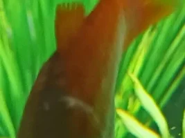 Can anyone tell me if these " White Spots " are bad ?