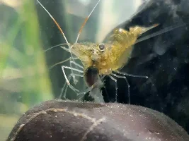 Apple snail montage