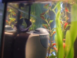 New Betta Questions