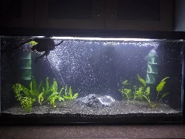 A place 4 my questions & ponderings as I build a 34 Gallons (127L) tank