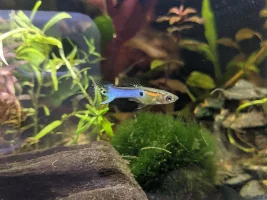 Dumb question 101, Endlers