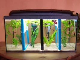 Pix of all 4 of my tanks