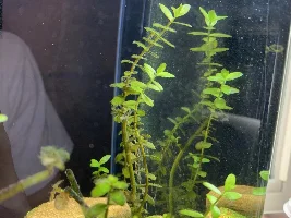 Some questions about my tank