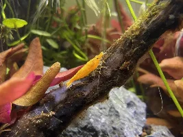 Showing off my cherries and show me yours