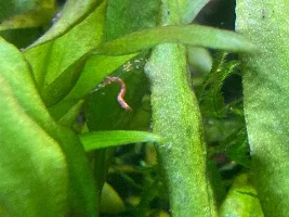Unidentified Worm Infestation