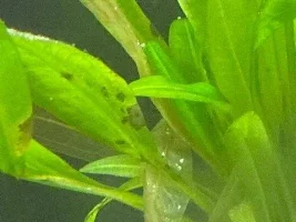 What kind of fertilizer should I get?