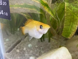 is my molly pregnant or bloated?