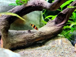 Melon Barbs