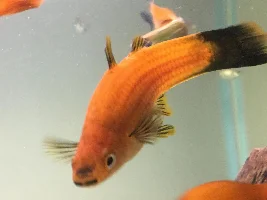 Photos of My Fish