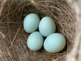 Bird Nests from 2021 and 2022