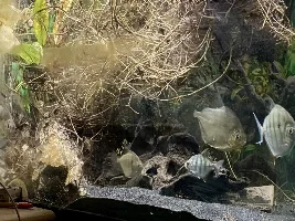 when good fish act bad...