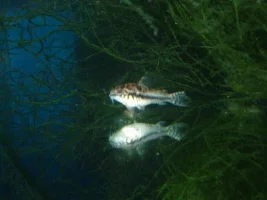Dwarf Corys in fry tank