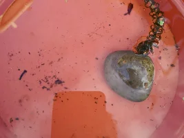 Live food collecting! Any tips?