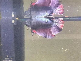 My fish has some sort of tumor
