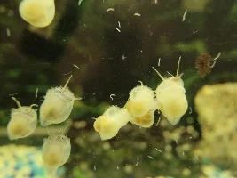 WORMS IN TANK, NEED IDENTIFICATION.
