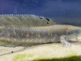 Snakehead identification
