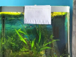 VOTE NOW: May 2025 Tank of the Month Contest (31 US gallons and larger)