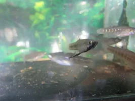 Fish auction.