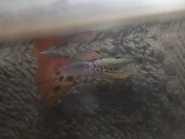 Magenta swallow snakechest guppy ♂