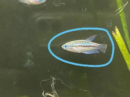 Help sexing sparkling gourami and breeding