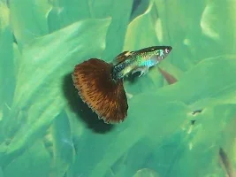 Guppies And Platies