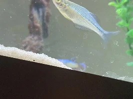 Rainbow fish curved back