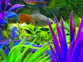 SOS! Is any molly pregnant?