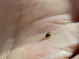 Help identifying snail baby!